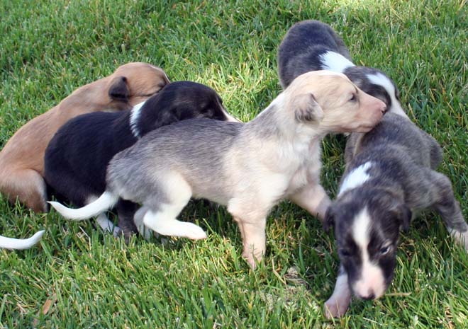 Puppy 4 - Group
